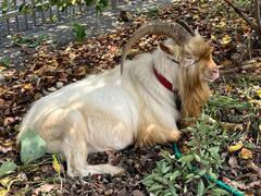 「げん」くん画像6