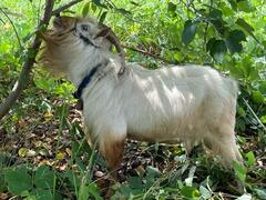 「かい」くん画像5