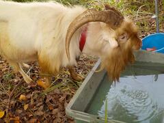 「げん」くん画像7