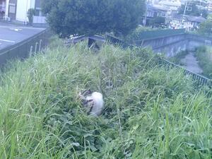Hình ảnh Gen-kun đang vượt qua đám cỏ lau cao