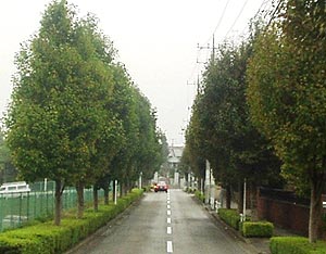 Street tree photo