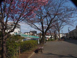 東本郷下田公園の広場と桜