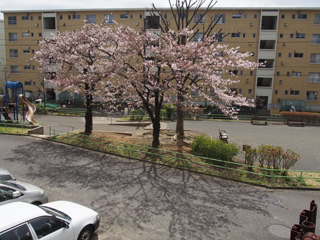 東本郷下田公園の桜の木