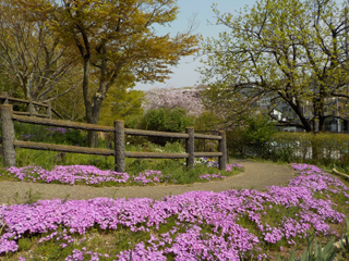 東本郷公園の花壇