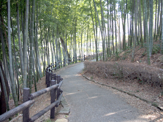 東本郷公園の竹林