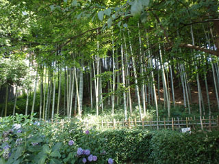 東本郷第一公園の竹林
