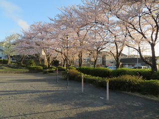 東本郷第二公園の鉄棒と桜
