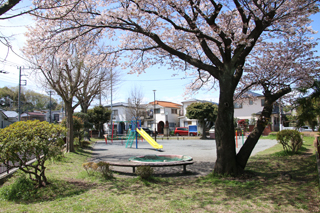 池ノ谷公園の広場と桜