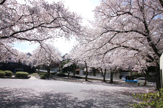 上山町南公園の広場と桜並木