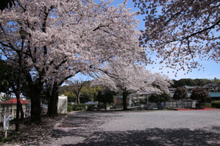 上山町南公園の広場と桜