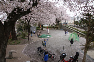 北八朔第一公園の広場と桜