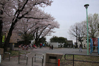 北八朔第二公園の広場と桜