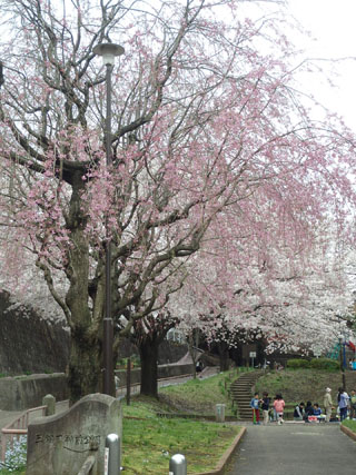 三保天神前公園の桜並木