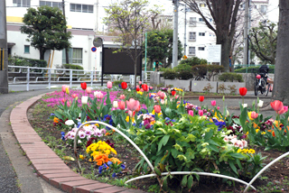 長津田柳下公園の花壇