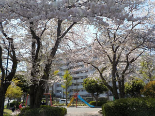 中山駅北第二公園の広場と桜