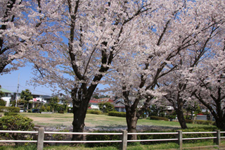 大上第一公園の桜並木