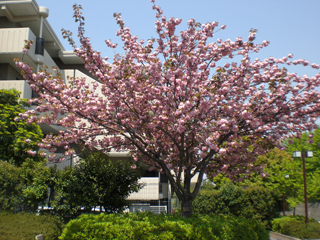 竹山烏森公園の桜