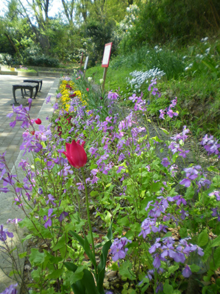 竹山中公園の花壇