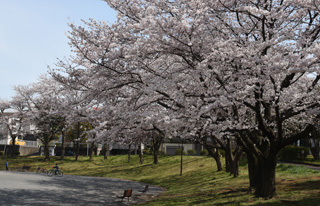 十日市場公園の桜並木