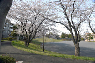十日市場公園の桜並木と広場