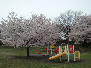 十日市場東公園の遊具と桜