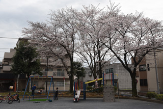 十日市場石田公園の広場と桜
