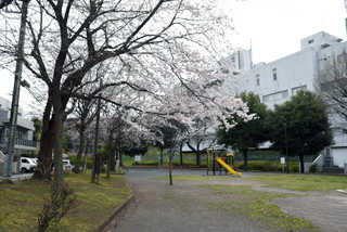 十日市場西田公園の桜と広場