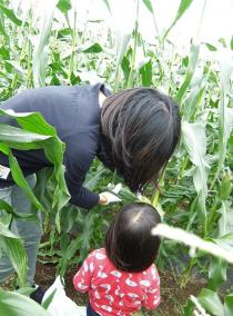 Photo of corn harvesting experience