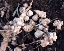 食用となる菊芋の根の写真