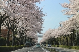 610_011_環状四号線の桜