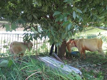 2頭のヤギが並んで草を食んでいる