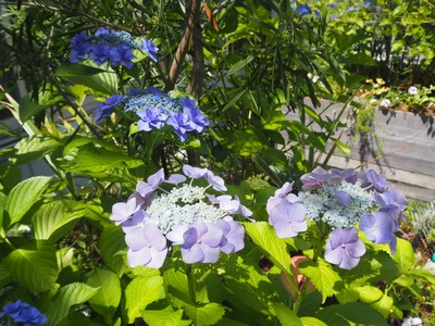 ミドリンGARDEN