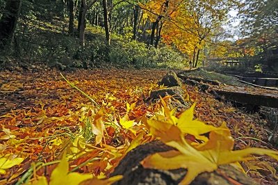 「晩秋の散歩道」県立四季の森公園内の画像