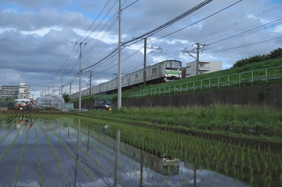 JR横浜線と水田の写真