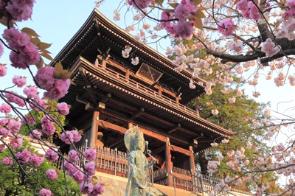 満開の桜と輝く寺院