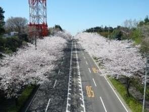 環状4号線の桜並木400