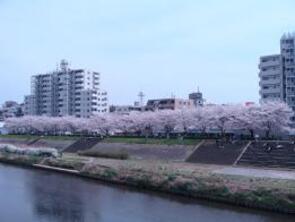 鶴見川沿いの桜400