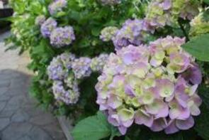 四季の森公園プロムナードのアジサイ