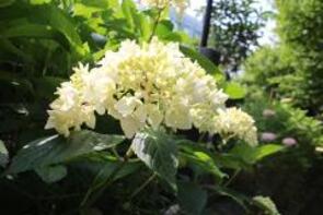 Hoa cẩm tú cầu trắng ở lối đi dạo trong Công viên Shiki-no-Mori