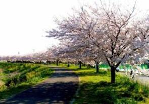 鶴見川沿いの桜２