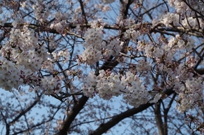 鶴見川沿いの桜