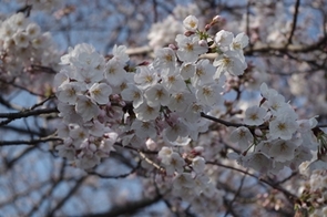 610_008_鶴見川沿いの桜（接写2）