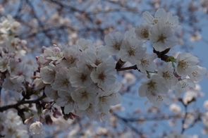 610_009_鶴見川沿いの桜（接写3）