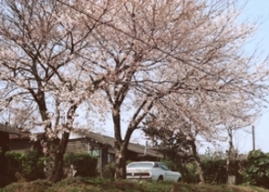 桜