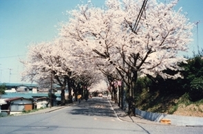 桜