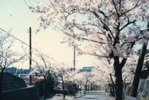 桜