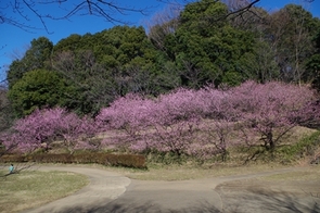 ハナモモの写真