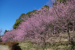 ハナモモの写真