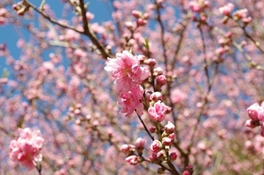 ハナモモの写真