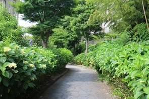 Hình ảnh Lối đi dạo công viên Shiki-no-Mori